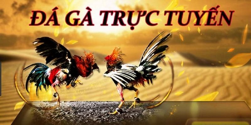 đá gà trực tiếp C4